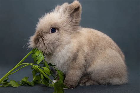 What Do Rabbits Eat Dos And Donts Of Rabbit Diet Rabbit Care Blog