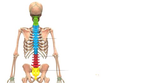 Labelled Posterior View Of The Human Skeleton Systems Medicine