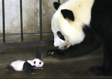 G1 Mundo NotÍcias Um Mês Após Nascimento Pandas Gêmeos Se