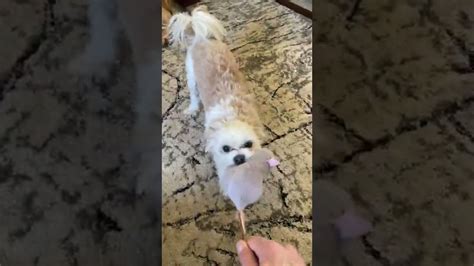 SOMEBODY CALL THE DOG WHISPERER! - YouTube