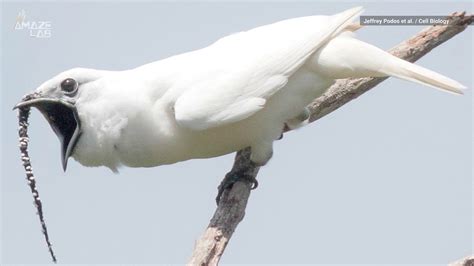 Listen To The Loudest Bird On Earth Scream At Potential Mates Youtube