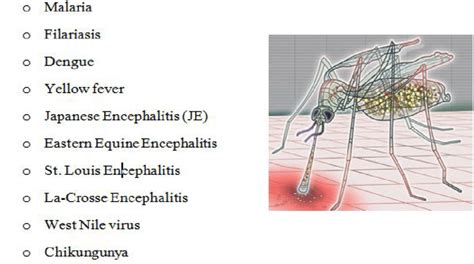 Major Mosquito Borne Diseases Download Scientific Diagram