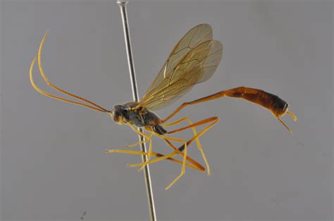 Aphanistes Image Database Of Parasitoid Wasps
