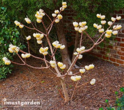 It is most highly prized for its flowers, which appear in clusters on the tips of the bare. Edgeworthia - Google Search | Plants, Edgeworthia ...
