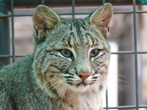 Shiloh Was A Wild Bobcat That Had Too Many Injuries To Be