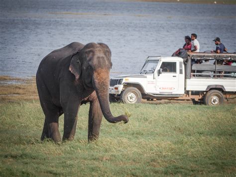 Kaudulla National Park Sri Lanka Elephant Nedla Magazine