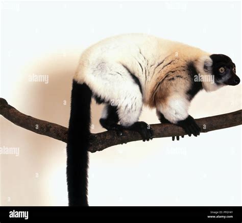 Black And White Ruffed Lemur Varecia Variegata Sitting On Branch