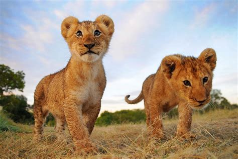10 Facts About Lions That Will Blow Your Mind Page 3 Animal