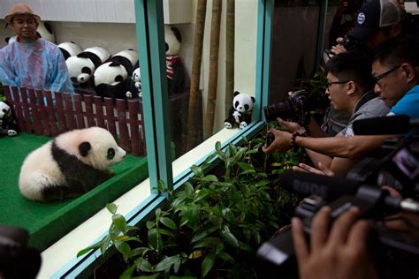 Baby Panda Born In Malaysia Zoo Makes Media Appearance