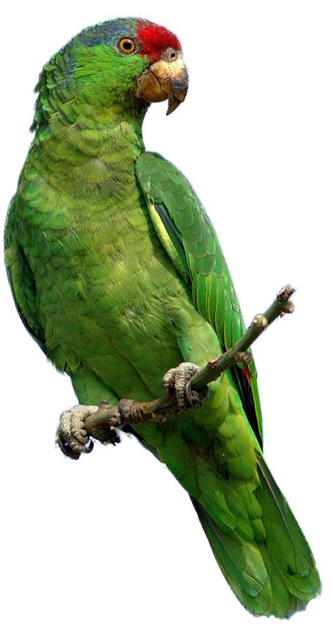 Detail Green Parrot Png Image Purepng Free Transparent Cc0 Png