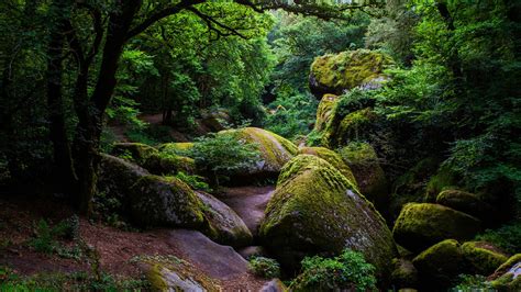 Green Trees Between Green Covered Rocks During Daytime 1