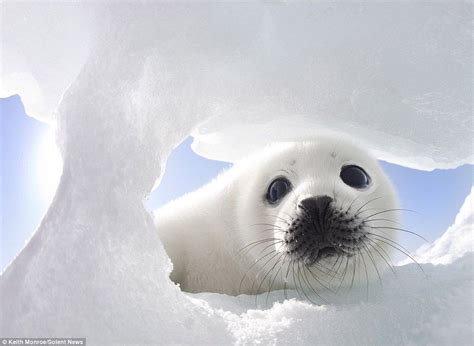 Pin On Adorable Seal Pictures