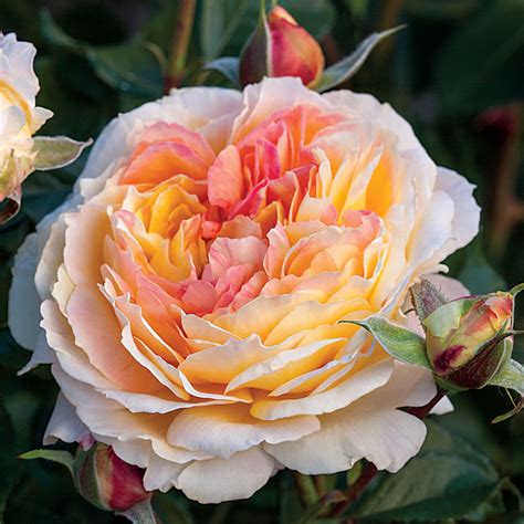 The polyantha rose bushes are usually smaller rose bushes than the floribunda rose bushes but are sturdy plants overall. La Park Floribunda Rose at Jackson & Perkins