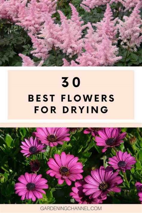 30 Best Flowers For Drying Gardening Channel