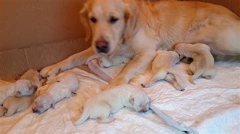 Newborn Puppies Puppy Cute Baby Golden Retriever Baby Golden