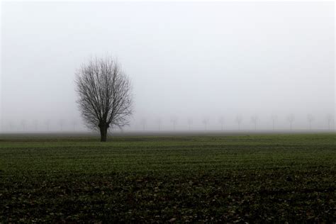 Free Images Landscape Tree Nature Grass Outdoor Horizon Cloud