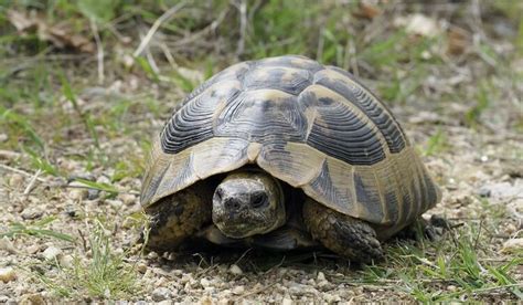 Depending on the temperatures where the tortoise originates. 10 Best Pet Tortoise Breeds for Beginners - Everything ...