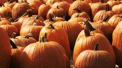 What To Do With Your Pumpkins After Halloween Nbc 5 Dallas Fort Worth