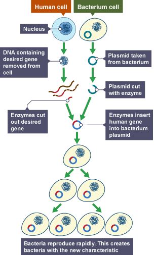 Transgenic animals also serve as models for human diseases and increase our understanding of how genes contribute to disease development. BBC Bitesize - GCSE Biology - Genetic modification and cloning - Revision 1