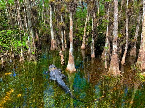 The Five Habitats Of Big Cypress National Preserve Wildlandscapes