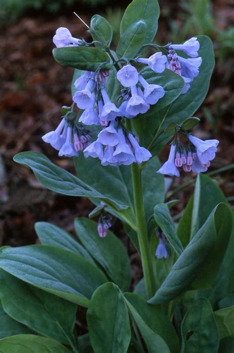 Virginia Bluebells A Favorite Early Blooming Native Perennial Virginia