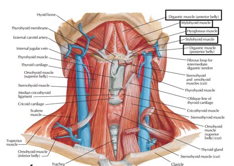 Head And Neck Anatomy Suprahyoid Muscles