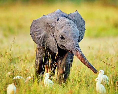 14 Images Of Baby Elephants That Will Put A Big Goofy Smile On Your