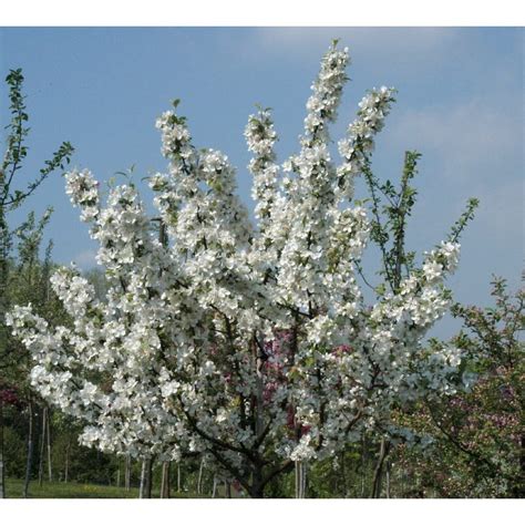 Malus Hybrides Everest Zierapfel Kaufen Bei Pflanzen Shopch