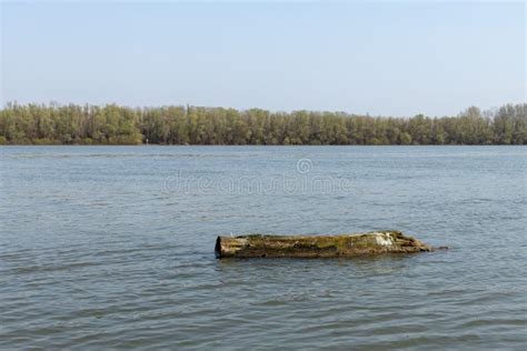 Old Tree On The River Bank On A Sunny Day Stock Photo Image Of Nature