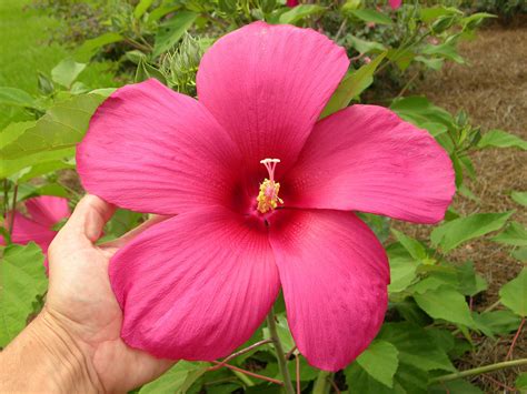 Rescue Your Summer Garden With Heat Loving Tropicals Gardening In The