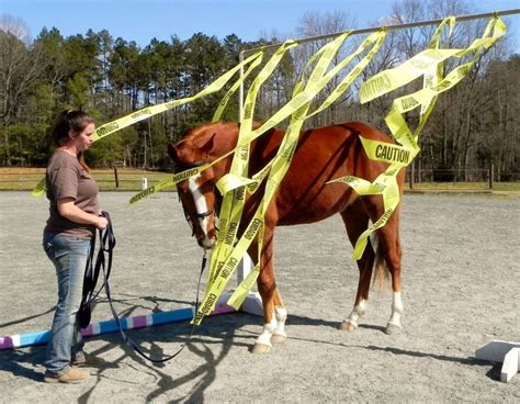 30horse Obstacle Course Ideas Horses Horse Training Horse Exercises