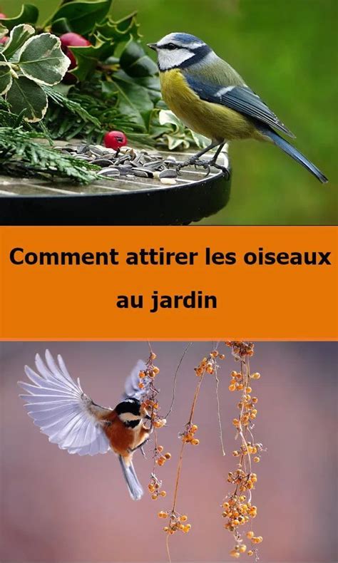9 Conseils Simples Pour Attirer Les Oiseaux Au Jardin Esprit Laïta