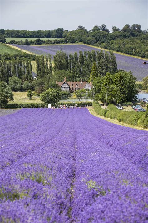 Where To Find The Best Lavender Fields In England 2020