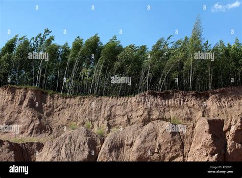 Birch Trees On The Edge Of Steep Erosion Washed Away Soil In A Forest