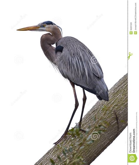 Great White Herons Clipart 20 Free Cliparts Download Images On