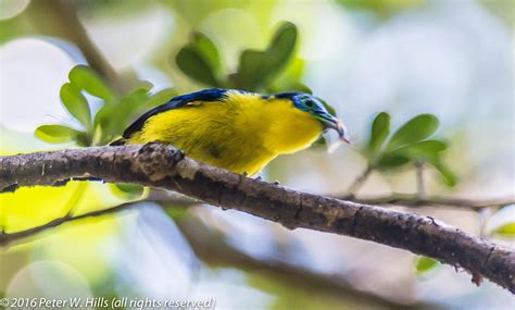 Asity Yellow Bellied Sunbird Neodrepanis Hypoxantha Male Endemic