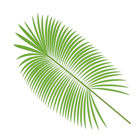 Palm Leaves Vector Material Png Download 14001400 Free Transparent