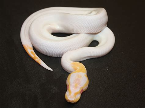 Albino Black Pastel Pied Morph List World Of Ball Pythons