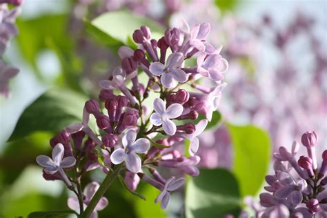 Purple Lilacs Starting To Bloom Picture Free Photograph Photos