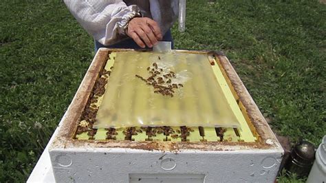 Superior Bee Feeder In Use My Secret Beekeeping Supply To Keep Hives
