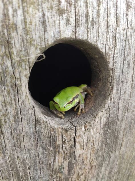 It was no insect, more amphibian. This adorable frog in my backyard in 2020 | Super cute ...