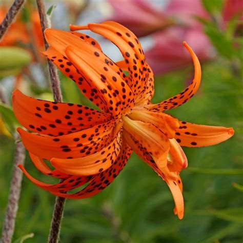 Get Lily Flore Pleno Summer Flowering Bulb Lilium In Mi At English