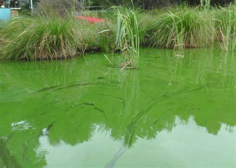 Bloom Of The Toxic Cyanobacterium Microcystis In A New Zealand Lake