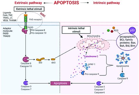 Intrinsic And Extrinsic Apoptotic Pathway THANK TNF Family Receptor Download Scientific