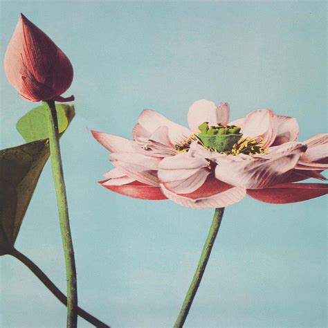 Lotus Flower Traditional Japanese Flora Digital Art By Cozy Guru Fine