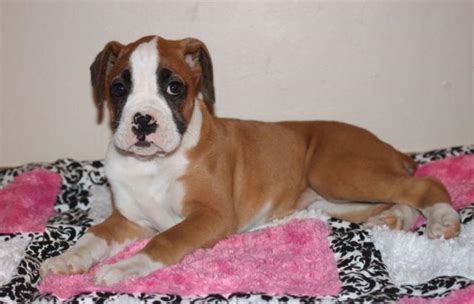 Adorable Akc Flashy Fawn Female Boxer For Sale In Oklahoma City Oklahoma Classified