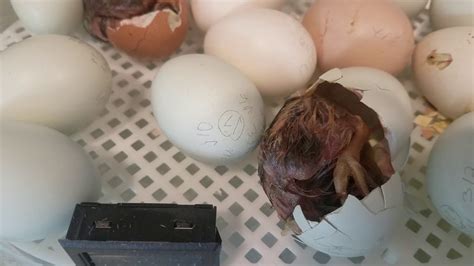 Baby Chicks Hatching From Their Eggs Youtube