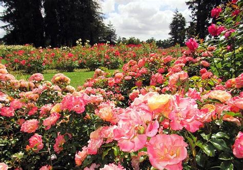 Want to support local businesses? The Beautiful Municipal Rose Garden in San Jose ...