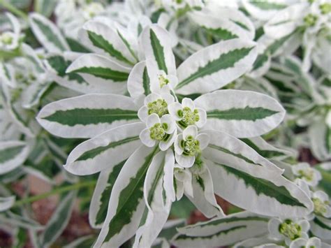 20 Snow On The Mountain Euphorbia Marginata Variegated Etsy
