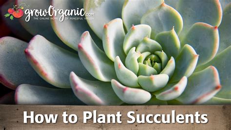 How To Plant Succulents Youtube